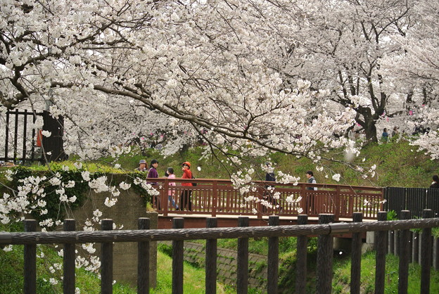 幸手権現堂堤の桜まつり2013_a0320564_21131234.jpg