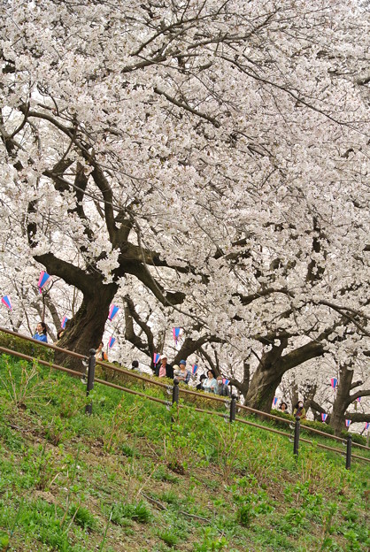 幸手権現堂堤の桜まつり2013_a0320564_21131293.jpg