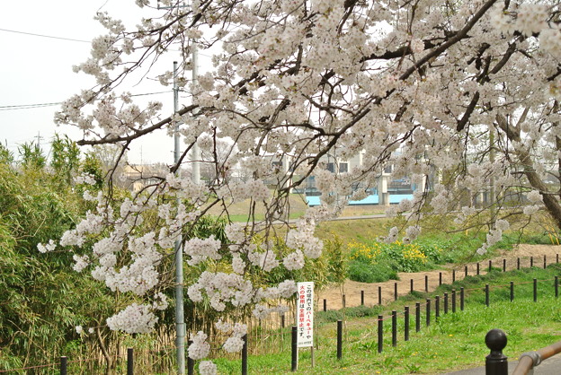 幸手権現堂堤の桜まつり2013_a0320564_21131344.jpg