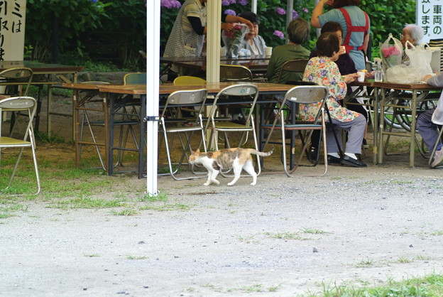 幸手権現堂堤のあじさい祭り_a0320564_21142069.jpg