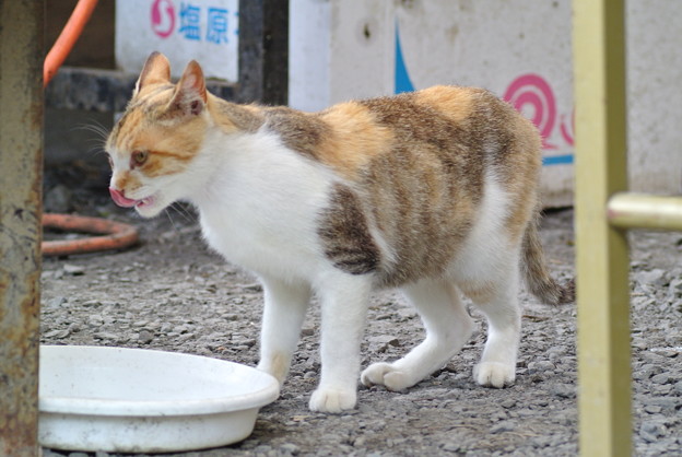 幸手権現堂堤のあじさい祭り_a0320564_21142097.jpg