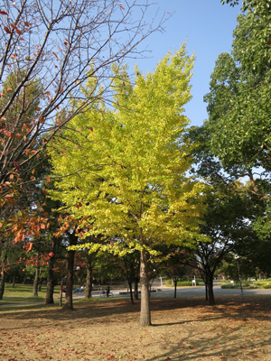 c0117570_12455124.jpg