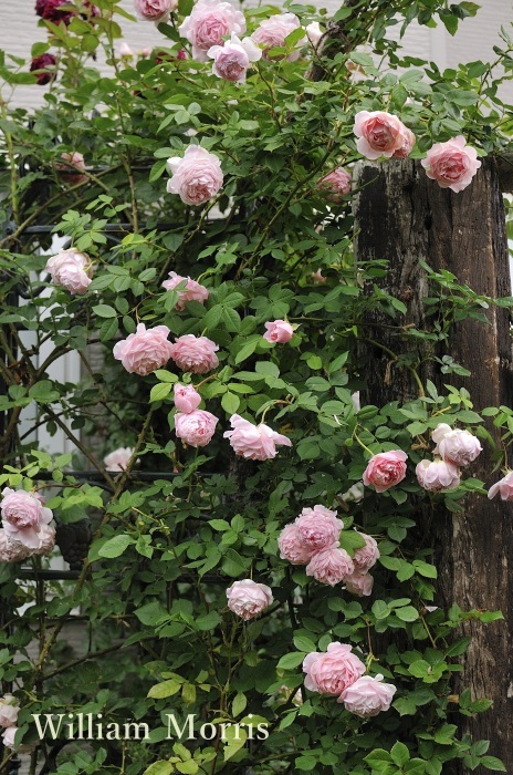 ｊｕｄｅの庭と薔薇のカヲリ