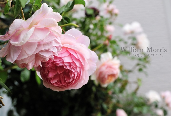 色彩が移ろう薔薇 William Morris前編 ｊｕｄｅの庭と薔薇のカヲリ