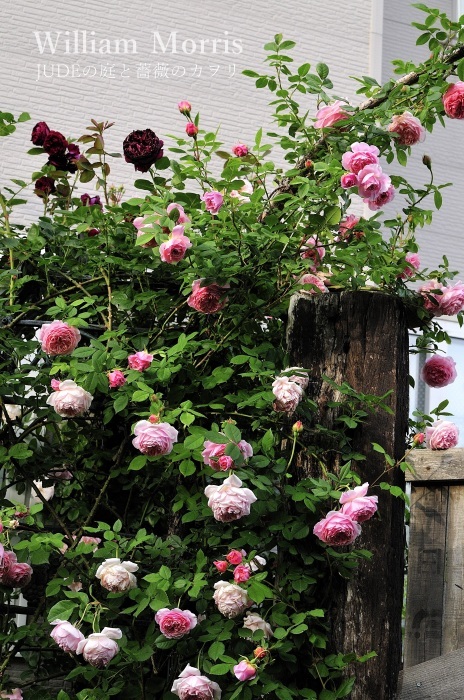 色彩が移ろう薔薇 William Morris前編 ｊｕｄｅの庭と薔薇のカヲリ