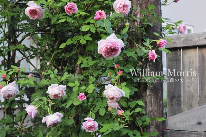 色彩が移ろう薔薇 William Morris前編 ｊｕｄｅの庭と薔薇のカヲリ
