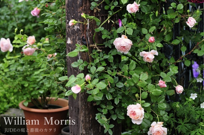 色彩が移ろう薔薇 William Morris前編 ｊｕｄｅの庭と薔薇のカヲリ