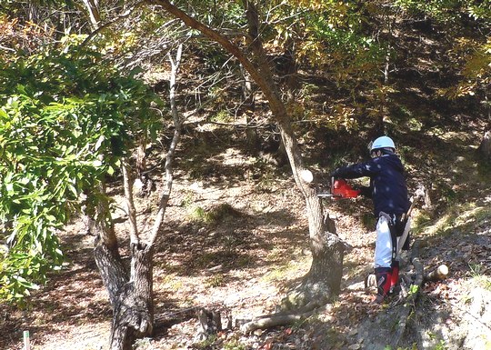 いよいよ台場クヌギの伐採を始める_b0102572_22314078.jpg