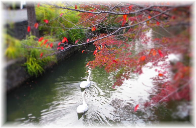 アートな紅葉・・・♪_d0175974_20111492.jpg