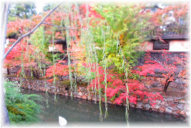 アートな紅葉・・・♪_d0175974_2011512.jpg
