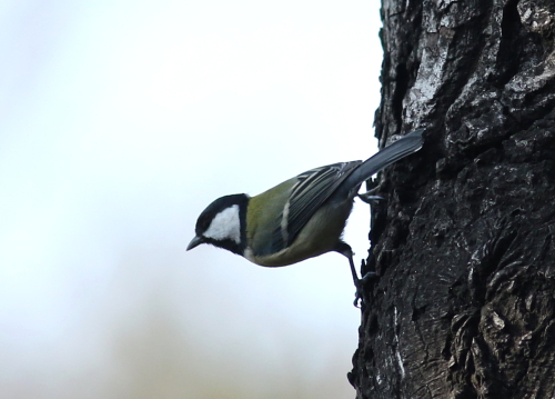 シジュウカラの採餌_d0262476_2025853.jpg