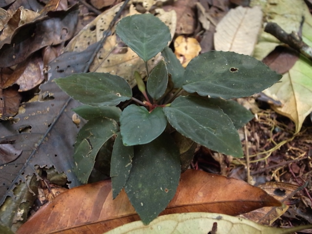 Homalomena sp Homalomena sp