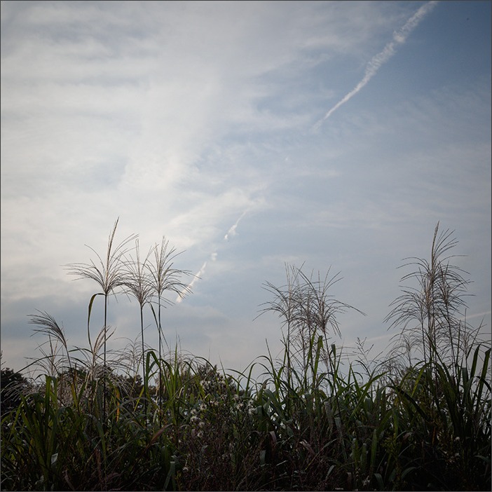 スクエアな野川の秋_a0161380_23504391.jpg