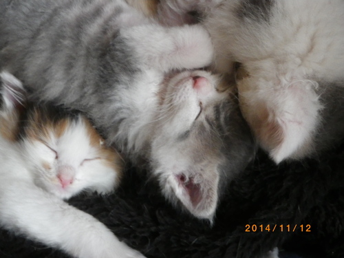 子猫の日々_e0290580_11381383.jpg