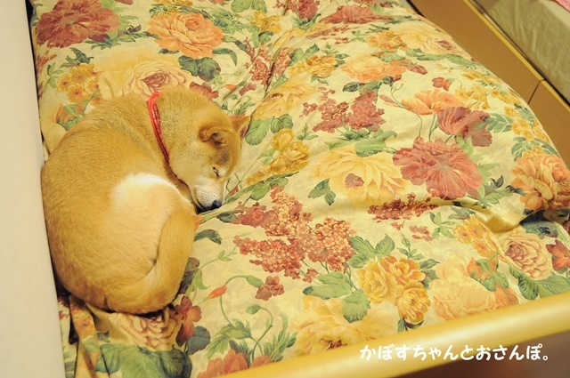 幸せベッド_a0126590_05364059.jpg