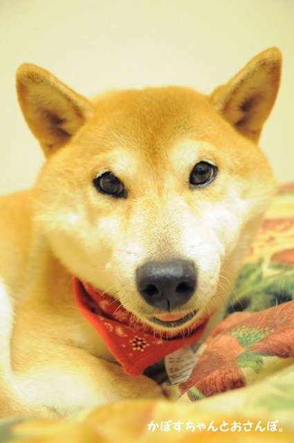 幸せベッド_a0126590_05371008.jpg