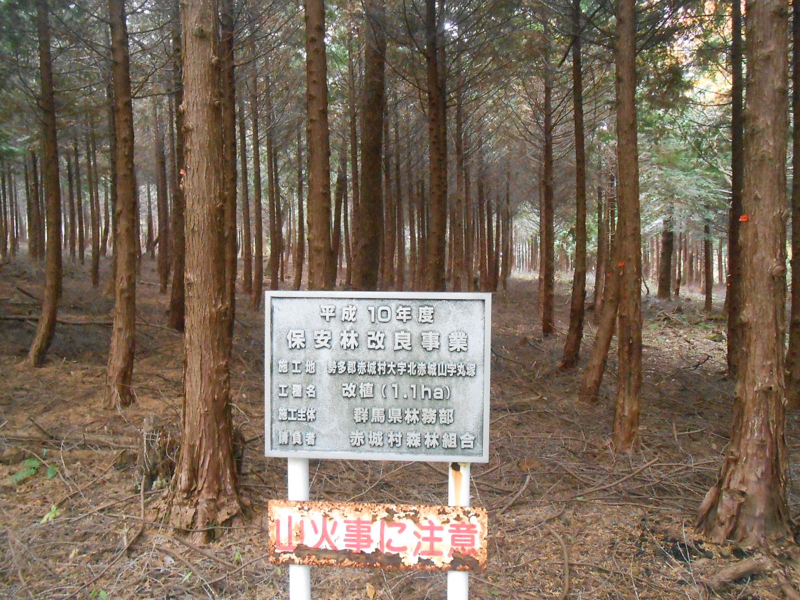 森林枝打ちボランティア_c0066693_7451065.jpg