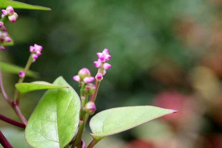 ツルムラサキの花 そよ風にふかれて