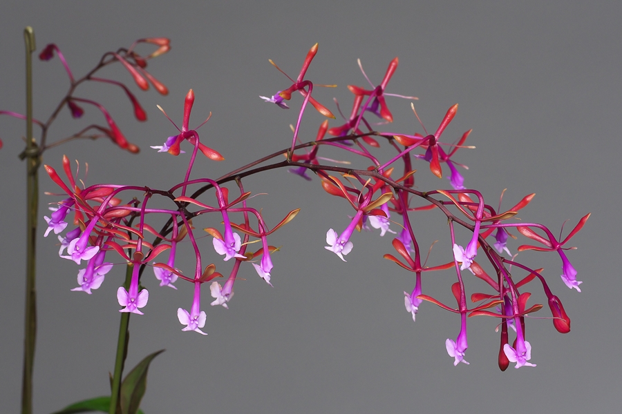 Epidendrum capricornu その２_a0267399_2382257.jpg