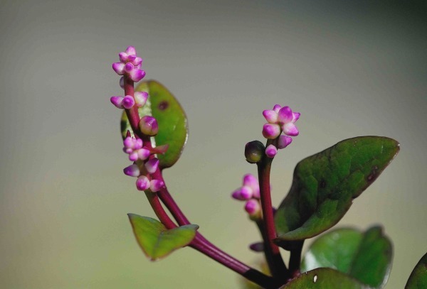 ツルムラサキとランタナの実 旅のかほり