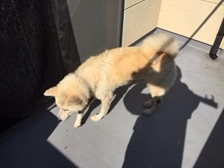 あっきぃの近況です(秋桐)_f0242002_1154121.jpg