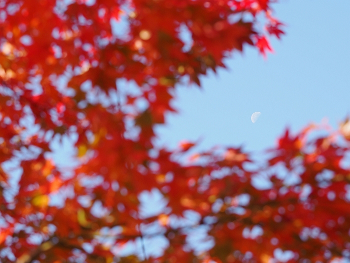 紅葉ツーリング　2014　第3弾－永源寺－_e0075403_17305937.jpg