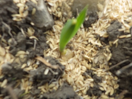 c0280206_2285731.jpg