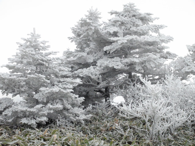 四国の石鎚山系の瓶ヶ森も霧氷　・・・2014/11/14_f0231709_20413284.jpg