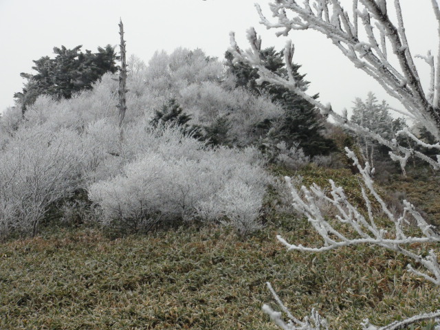 四国の石鎚山系の瓶ヶ森も霧氷　・・・2014/11/14_f0231709_21142480.jpg