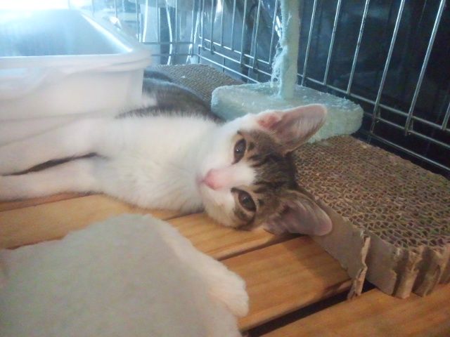 めぇちゃん ふて寝 ゆきももこの猫夢日記 めぇちゃん ふて寝 ゆきももこの猫夢日記