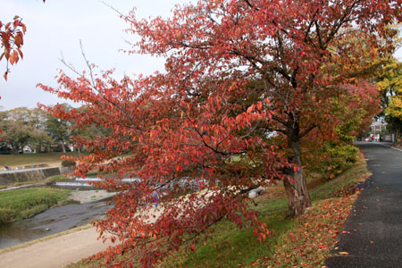 14紅葉めぐり2 鴨川上流_e0048413_20345297.jpg