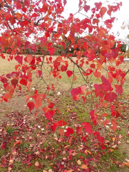 ナンキンハゼの紅葉と実_c0116915_051017.jpg