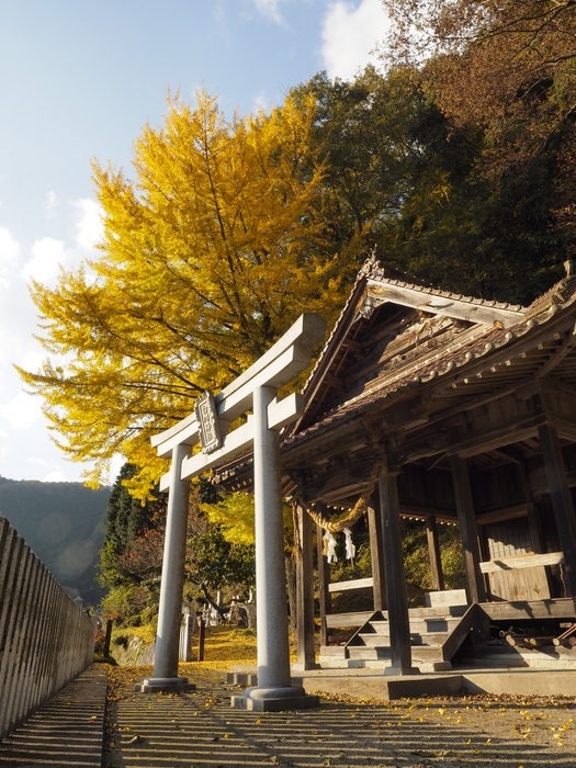 白川神社の銀杏の黄葉_c0116915_23362387.jpg