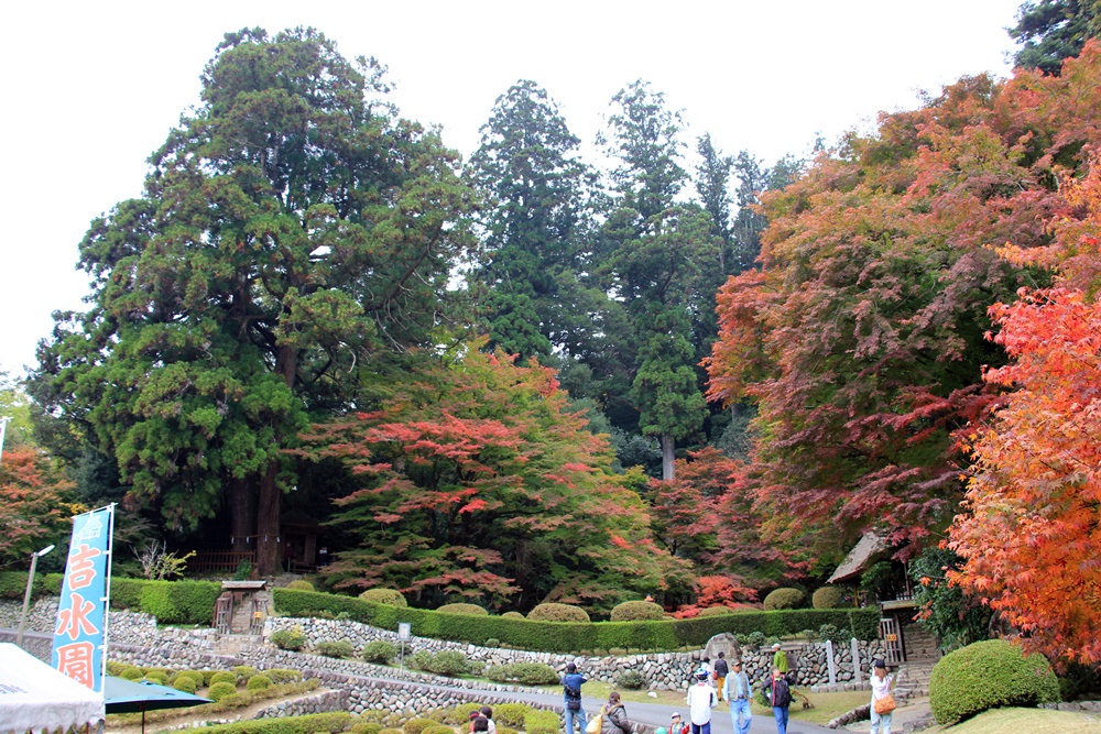 紅葉狩り（もみじがり）_f0310221_22344869.jpg