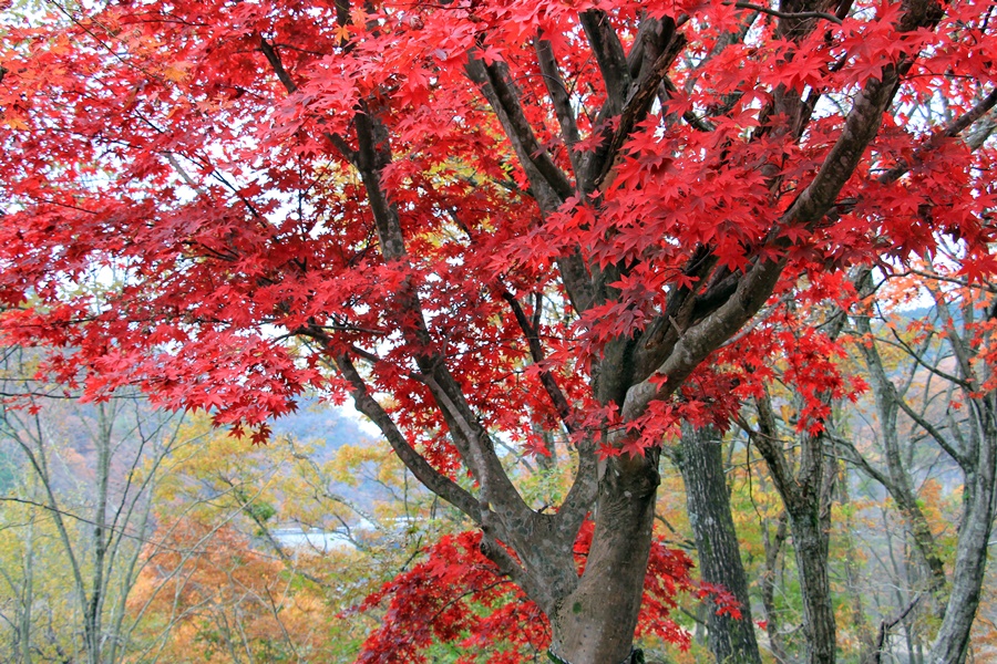 紅葉狩り（もみじがり）_f0310221_22351852.jpg