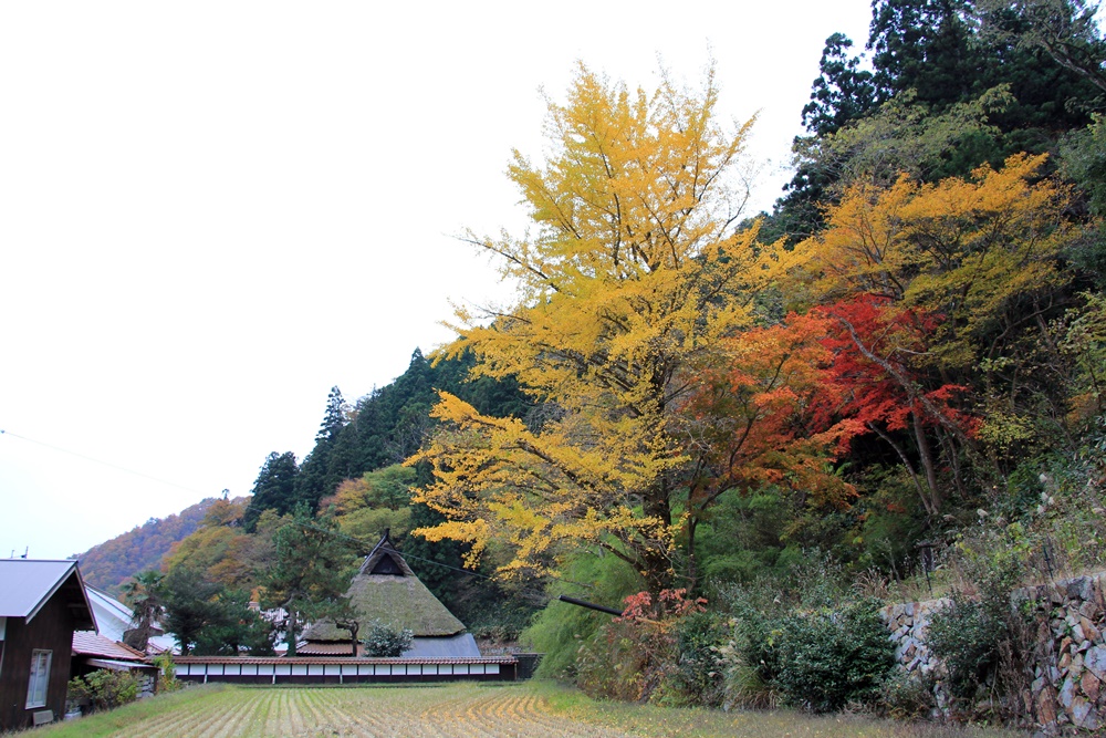 紅葉狩り（もみじがり）_f0310221_22363418.jpg