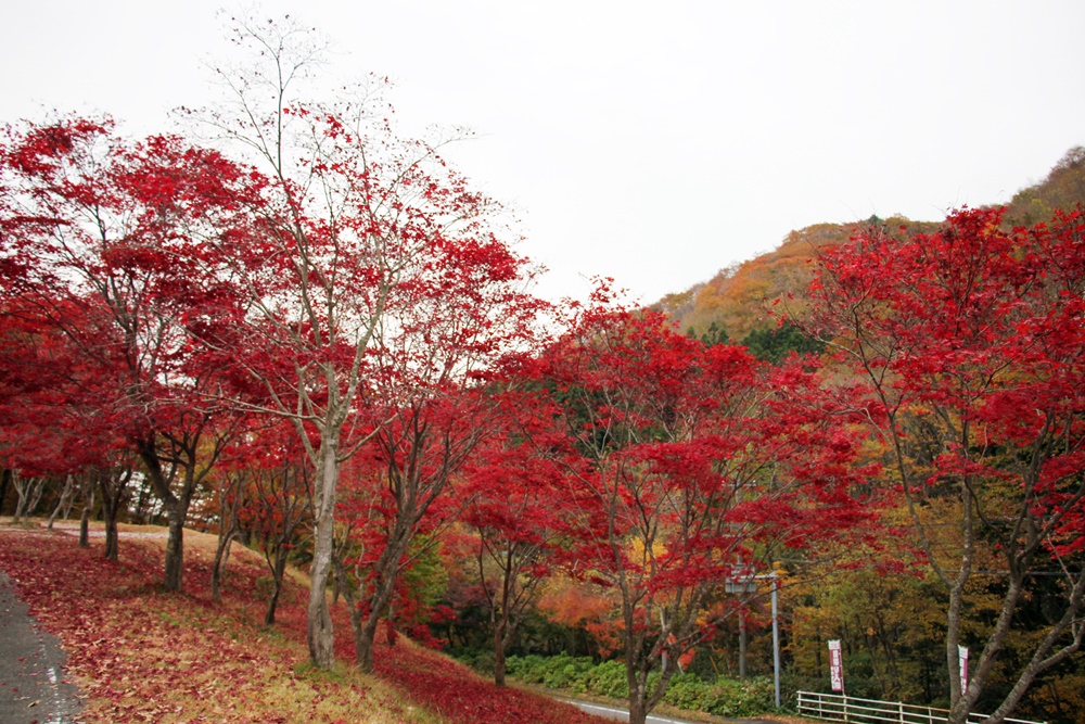 紅葉狩り（もみじがり）_f0310221_22365126.jpg