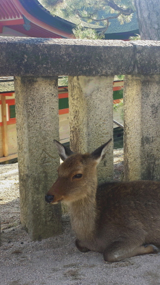 厳島神社とモンサンミシェル_f0333437_17394350.jpg