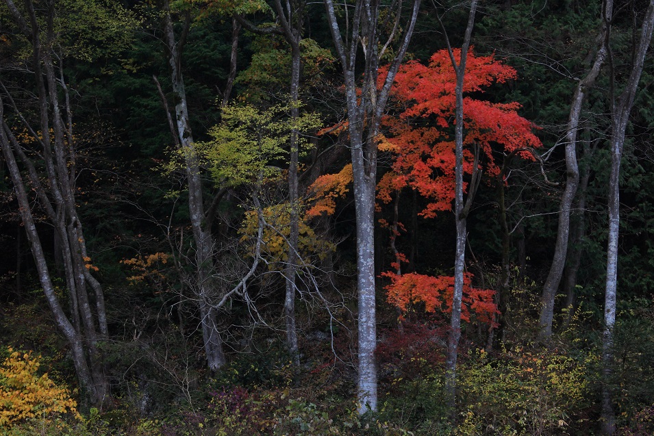 三室峡の紅葉　　　　　　　　　　　　　　　　　　　１１月１４日（木）_c0330740_20485653.jpg