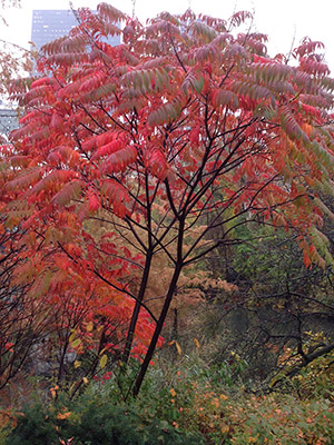 Autumn in NY_f0171840_16432658.jpg