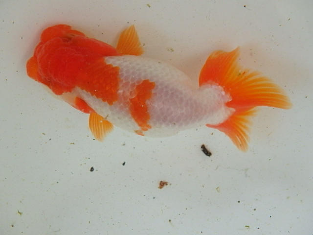 f0334143_9155293.jpg
