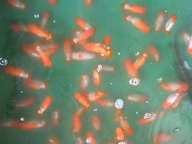 f0334143_9175534.jpg