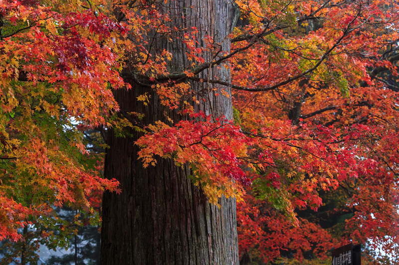 雨中紅葉・艶（比叡山延暦寺／東塔）_f0155048_20101267.jpg