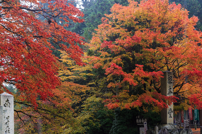 雨中紅葉・艶（比叡山延暦寺／東塔）_f0155048_20114419.jpg