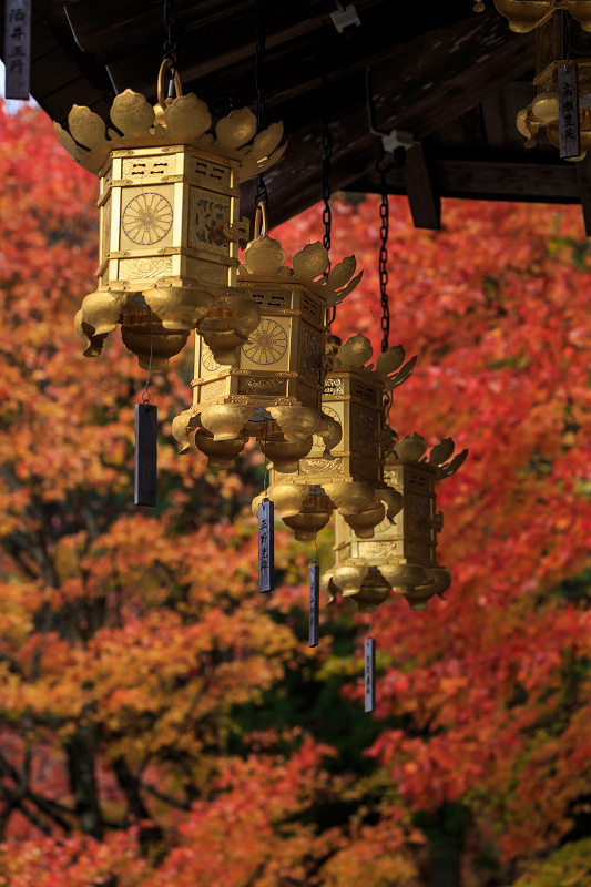 雨中紅葉・艶(比叡山延暦寺/東塔)_f0155048_20152176.jpg