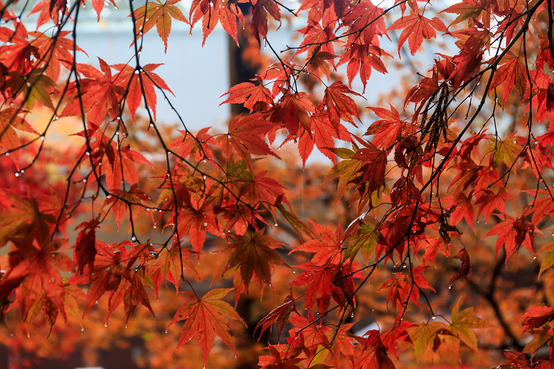 雨中紅葉・艶（比叡山延暦寺／東塔）_f0155048_20172693.jpg