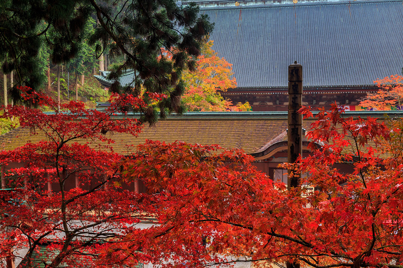 雨中紅葉・艶（比叡山延暦寺／東塔）_f0155048_20182642.jpg