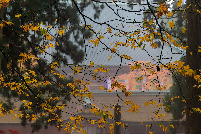 雨中紅葉・艶（比叡山延暦寺／東塔）_f0155048_20183793.jpg