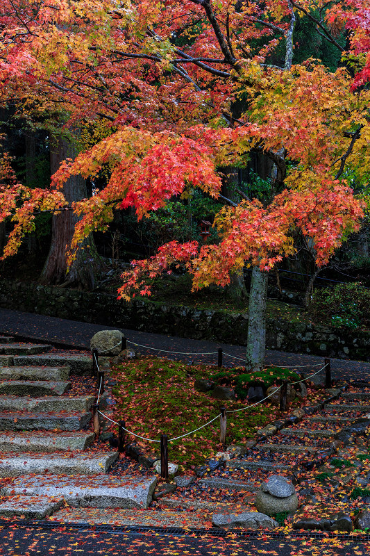 雨中紅葉・艶（比叡山延暦寺／東塔）_f0155048_20185694.jpg