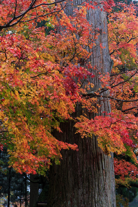 雨中紅葉・艶（比叡山延暦寺／東塔）_f0155048_2019061.jpg